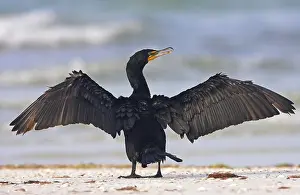Famous: Cormorant, (Phalacrocorax auritus), family of cormorants