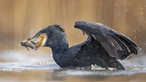 Hunt: Cormorant (Phalacrocorax carbo) with catfish as prey