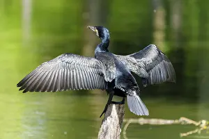 Phalacrocoraciformes: Cormorant, (Phalacrocorax carbo), wildlife, France