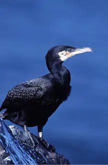 Cormorants: CORMORANT - ON ROCK