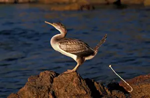 Lucidus: Cormorant - on a rock in front of the sea ejecting