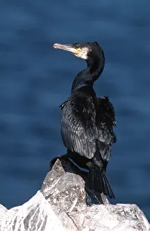 Cormorants: CORMORANT - on rock by water