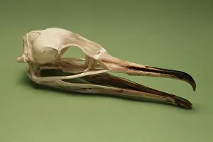 Skull: Cormorant Skull
