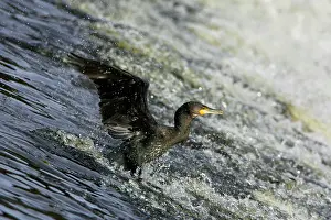 Weir: Cormorant - sliding down River Weir