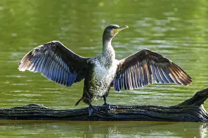 Isolated: Cormorant with spread wings on a tree trunk against a green background