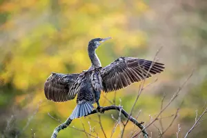 Drying: Cormorant - Young - Wings Spread - UK