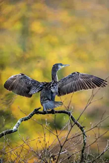 Drying: Cormorant - Young - Wings Spread - UK