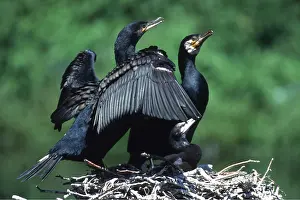 Chris Martin Bahr: CORMORANTS - two adults on nest, with young