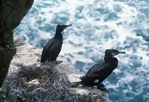 Cormorants: CORMORANTS - two on cliff by nest with eggs