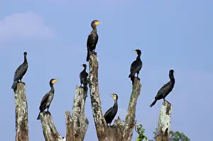 Drowned: Cormorants - on drowned tree in Indian lake