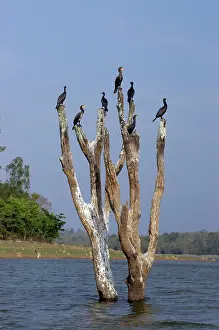 Drowned: Cormorants - on drowned tree in Indian lake
