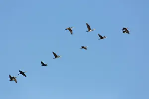 Cormorant: Cormorants flight