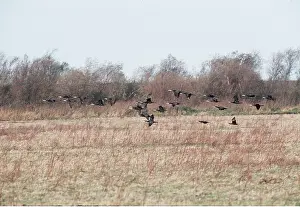 Chris Knights: CORMORANTS - flock flying over fields