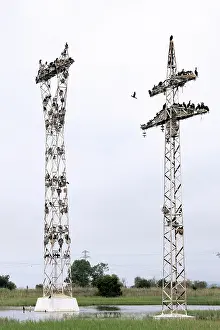 Encroachment: Cormorants - nesting on telegraph poles