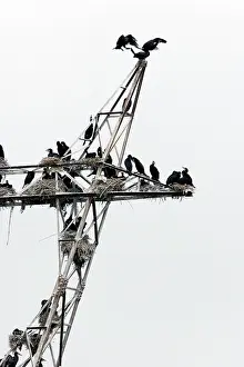 Encroachment: Cormorants - nesting on telegraph poles / pylons