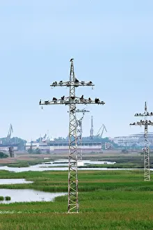 Encroachment: Cormorants - nesting on telegraph poles / pylons