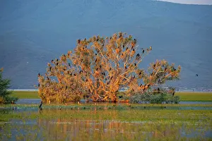 Macedonia: Cormorants (Phalacrocoracidae) sitting in a tree