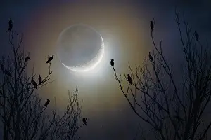 Moonlight: Cormorants (Phalacrocorax sp) in the moonlight