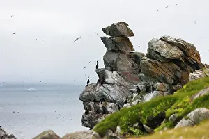 Pile: Cormorants and seagulls on rock pile, Kolyuchin