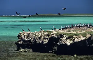 Nomadic: Cormorants & Silver Gulls, Australia