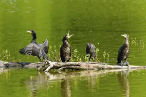 Quiet: Three cormorants stretching their wings on a tree trunk over calm water