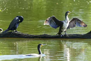 Trunks: Two cormorants on a tree trunk by the water