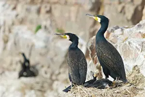Brian Mcdairmant: Cormorants - With young