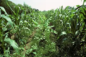 Musa: Corn and Banana Intercropping
