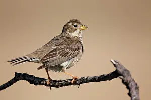 Miliaria: Corn Bunting