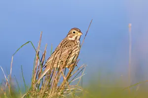 Miliaria: Corn Bunting