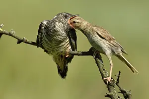 Parasitism: Corn Bunting