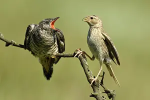 Parasitism: Corn Bunting