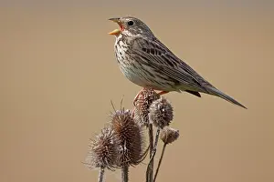 Miliaria: Corn Bunting