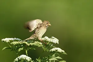 Rusenski: Corn Bunting