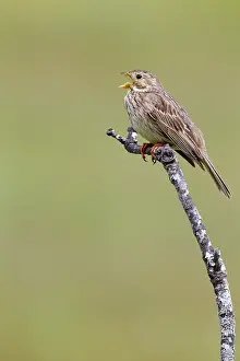 Emberizidae: Corn Bunting