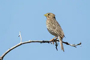 Calandra: Corn Bunting