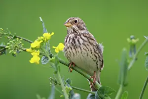 Corn: Corn Bunting