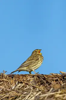 Corn: Corn Bunting
