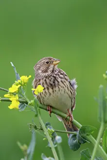 Corn: Corn Bunting