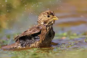 Corn: Corn bunting