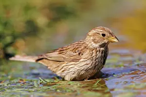 Corn: Corn bunting