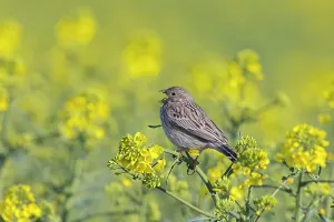 Singing: Corn Bunting