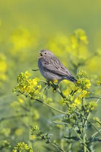 Singing: Corn Bunting
