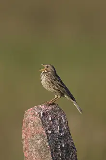 Miliaria: Corn Bunting - adult bunting - Germany