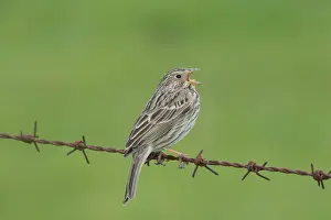 Miliaria: Corn Bunting - adult bunting - Germany
