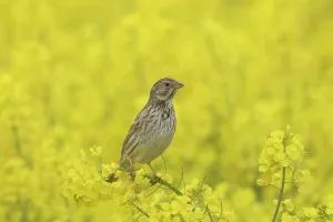 Miliaria: Corn Bunting - adult bunting in rape field - Germany