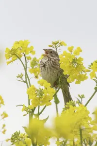 Miliaria: Corn Bunting - adult bunting in rape field - Germany