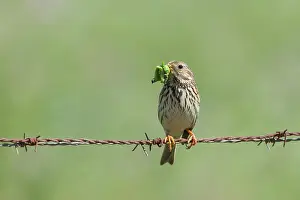 Miliaria: Corn Bunting - adult perching on barbed wire fence