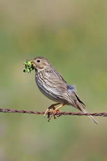 Miliaria: Corn Bunting - adult perching on barbed wire fence
