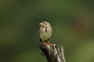Miliaria: Corn Bunting - April